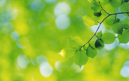 Green Forest - greenery, nature beauty, forest, leaves