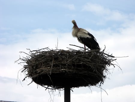 Storky's home - bird, nest, stork, flying, home, animals