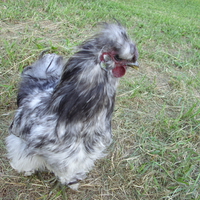 Fluffy The Rooster