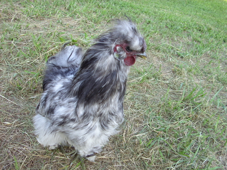 Fluffy The Rooster - chicken, farm, silkie, rooster