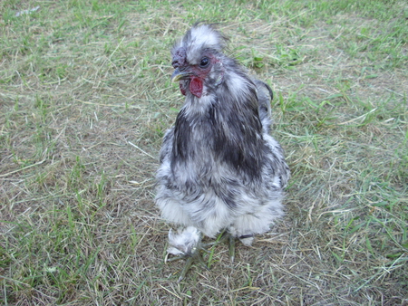 Adorable Fluffy - chickens, silkie, rooster, farm