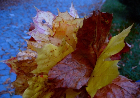 Rani Uscate... - uscate, autumn, frunze, leaves, rani