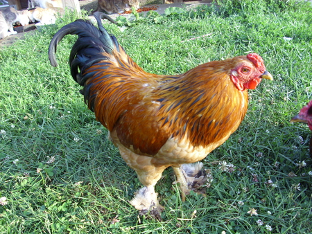 Pretty Boy R.I.P - farm, chickens, bantam, rooster