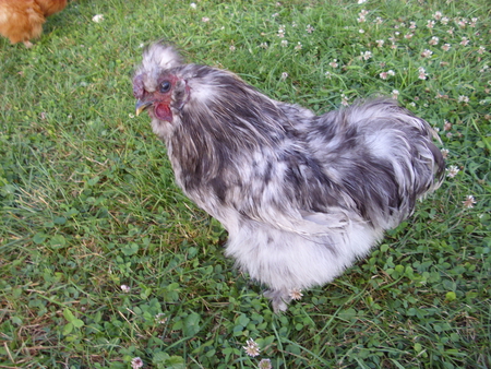 Fluffy - farm, silkie, rooster, chickens