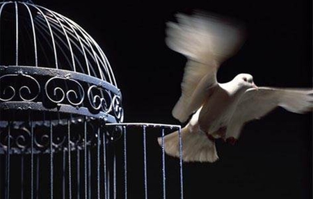 Stiu...Vei veni...ca intotdeauna - cage, dove, intotdeauna, bird, fly