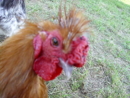 Elvis - chickens, silkie, rooster, farm