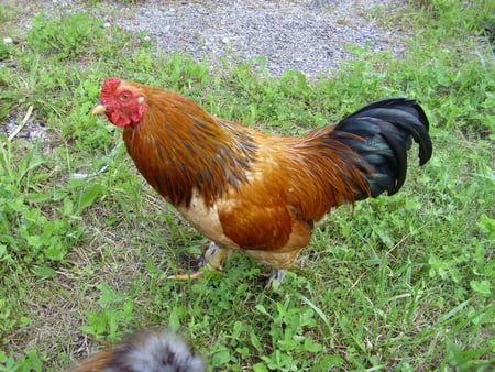 Pretty Boy - bantam, farm, rooster, chickens