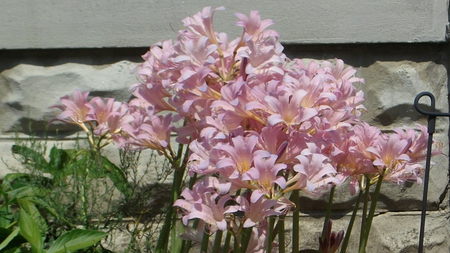 Resurrection Lilies - lilies, resurrection, flowers, garden, natural