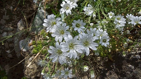 Painted flowers - friends, mountain, paradise, camp