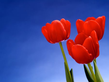 Three red tulips - red, sky, tulips, flowers, nature