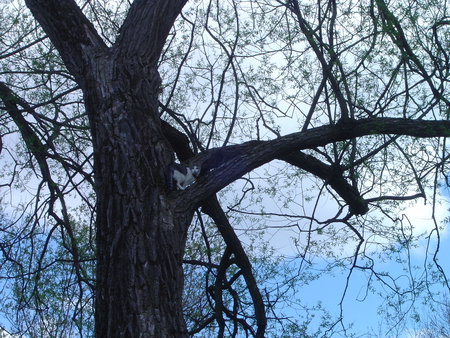 See how high I can climb - kitten, cute, baby, sexy, tree, cat