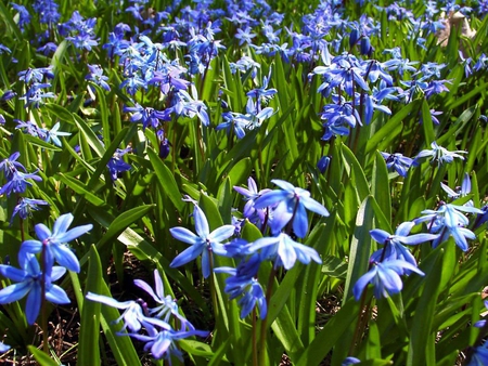 Blue flowers - flowers, wildflowers, nature, blue