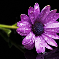 Purple flower