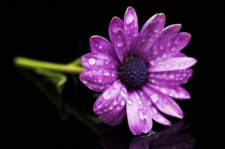 Purple flower - nature, purple, flowers, daisies