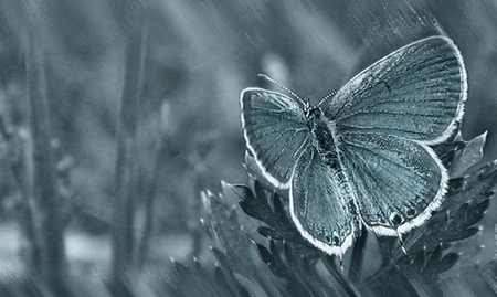 Blue Butterfly - wings, butterfly, blue, photoshop