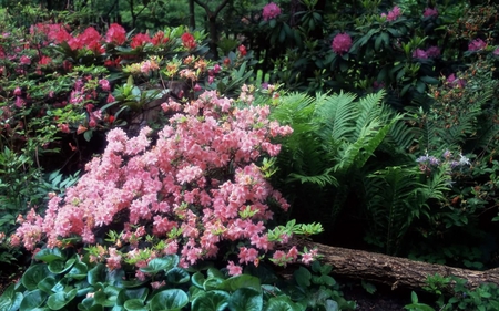 Azaleas and Rhododendrons - purple, flowers, fern, pink