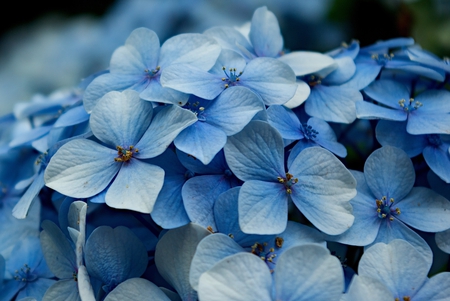 Blue Hydrangea ~ For Tatjana. - flowers, nature, blue, beautiful, floral, petals, hydrangea, bouquet