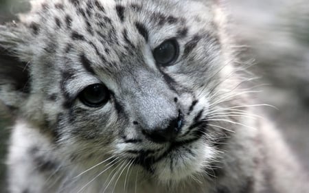 Snow Leopard Cub ~ For Ramya. - leopard, cub, photography, cute, snow, black and white, cat, animals