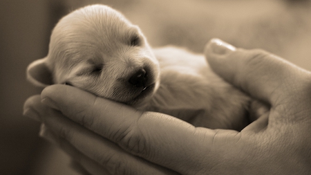 Precious Moments. - photography, dog, sweet, hands, cute, puppy, sleeping, asleep, animals