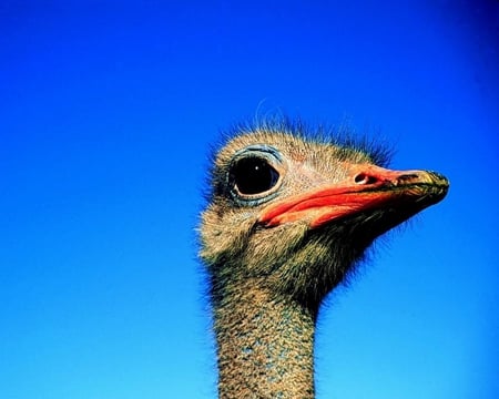 Awww-strich! - cute, ostrich, animals, bird