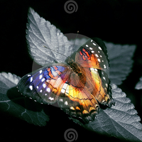 colorful butterfly