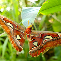 colorful butterfly