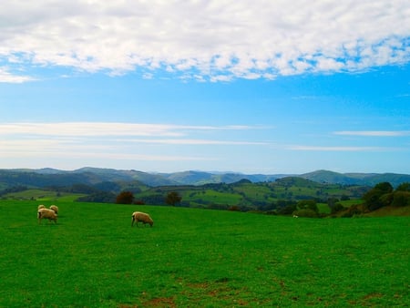 Grazing In The Grass - sheep, beauty, grazing, country