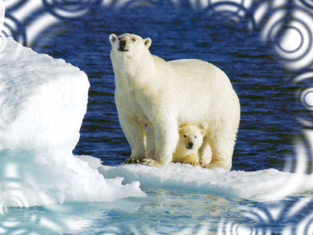 Polar Bear Mom and Baby F1 - north, ice, animal, polar bears, photography, snow, photo, wildlife