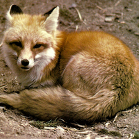 Red Fox 