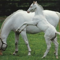 White Thoroughbred Horses F2