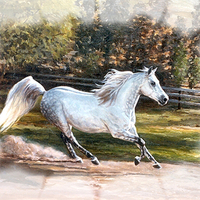 Grey Arabian Horse F