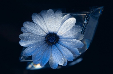 Tears - nature, tears, flowers, flower