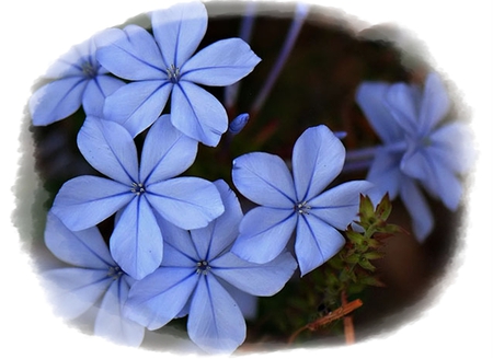 Blue Flowers - nature, flowers, blue, flower