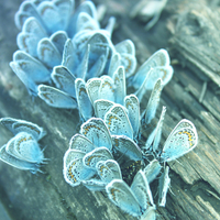Butterflies on a Tree