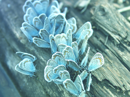 Butterflies on a Tree - tree, insects, animals, butterflies