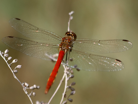 Red Dragonfly - insect, bug, red, dragonfly