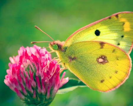 Yellow Butterfly - animal, yellow, green, butterfly, insect, flower, bug, pink