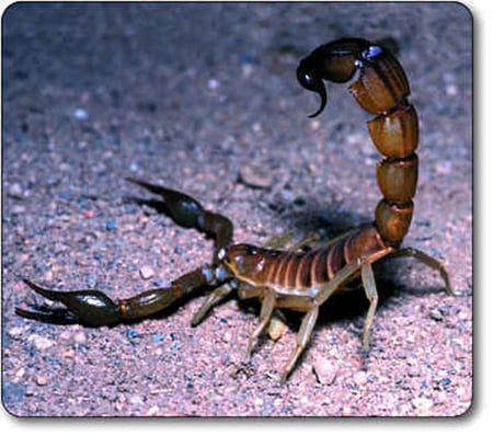 Death Stalker - sting, death, crawl, bug, stalker, insect, scorpion