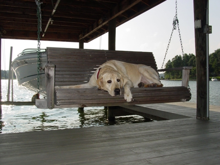 Lazy summer day - animals, unconditional, wonderful, pure, labrador, patient, happiness yellow, forever, beautiful, dogs, golden, sea, happy, friend