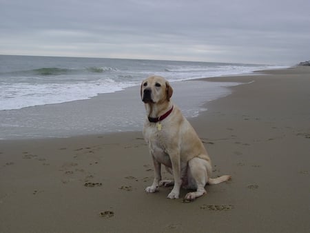 Standing proud ;) - beach, best friend, animals, water, summer, wonderful, labrador, yellow, forever, beautiful, dogs, golden, sea, sand