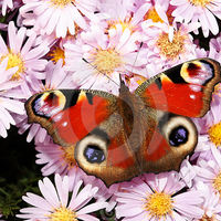 Peacock butterfly