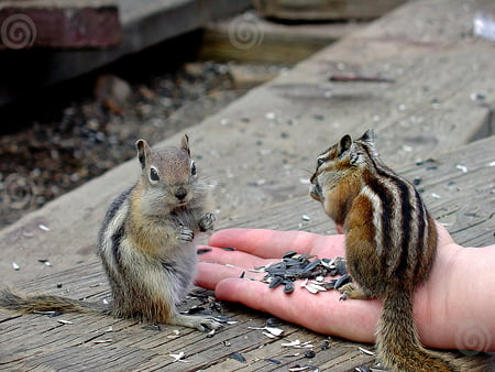 squirrels eat from hand - cute, squirrels, hand, animals