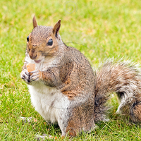 sweet fat squirrel