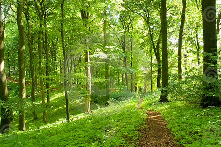 Green Forest - forest, trees, nature, green