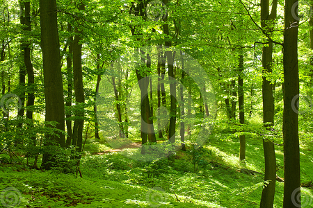 green forest - forest, trees, nature, green