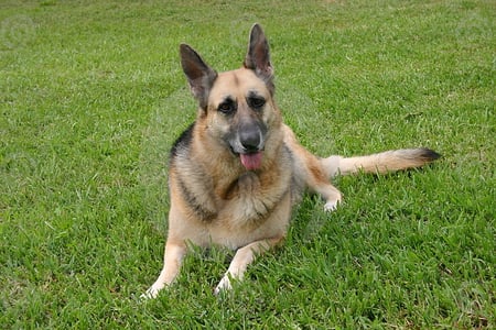 german sheppard laying on the grass - dog, grass, laying, animals