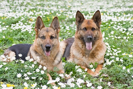 German shepherds - flowers, dog, grass, animals