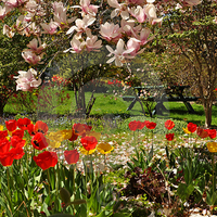 colorful flower garden