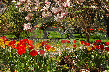 colorful flower garden - flowers, garden, red, colorful