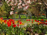 colorful flower garden